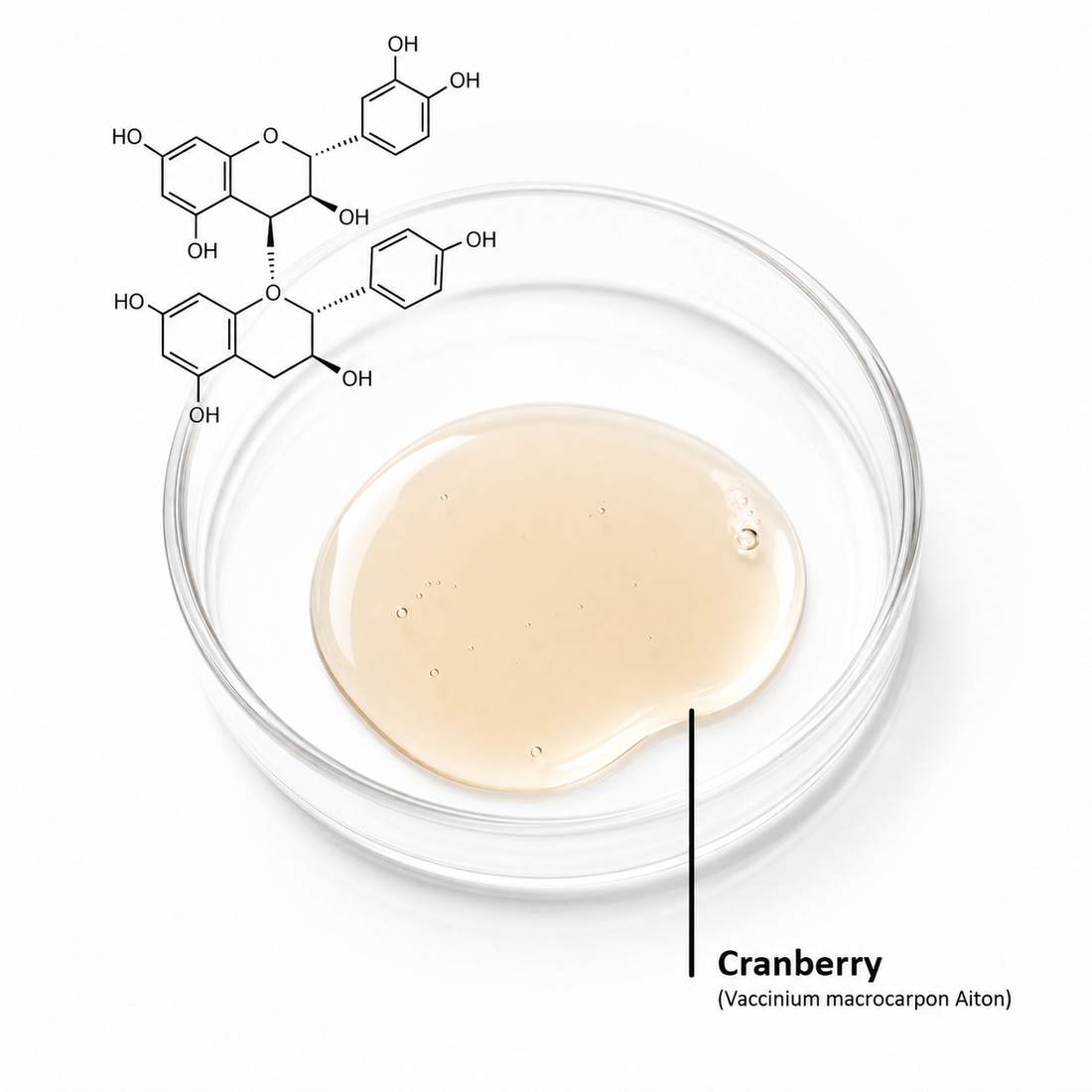 Cranberry Extrakt für die Haut: Antioxidativer Schutz gegen erste Zeichen der Hautalterung